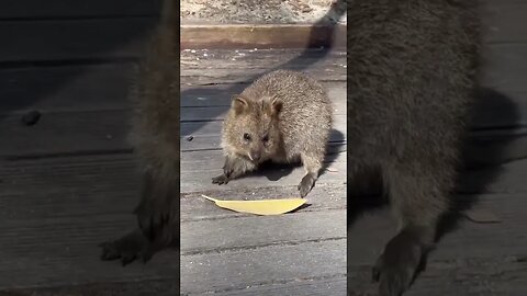 Cute funny Quokka -102