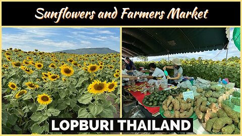 Sunflower Fields & Farmers Market - Top Attraction in Lopburi - Thailand 2023