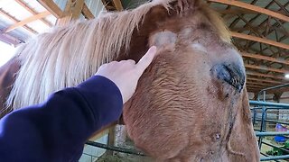 Update on Lucky-rescued Belgian Draft Horse with a horrible eye injury after his 2nd vet appointment
