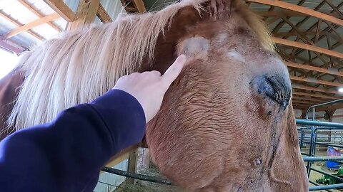 Update on Lucky-rescued Belgian Draft Horse with a horrible eye injury after his 2nd vet appointment