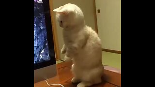 cute cat