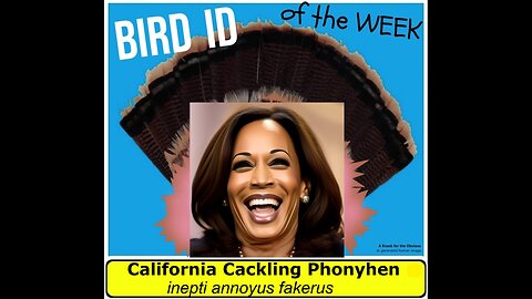 Kamala Harris is Bird of the Week! The California Cackling PhonyHen