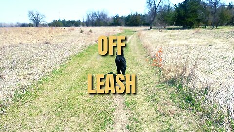 Off Leash | Everyday Streak: Day 7
