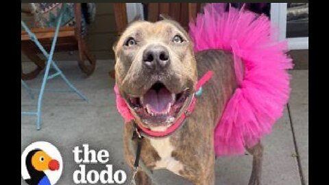 No One Will Adopt This Pittie Because Of Her Ears | The Dodo