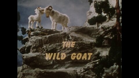 Davey and Goliath - The Wild Goat