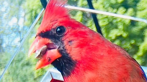 The Beautiful Northern Cardinal