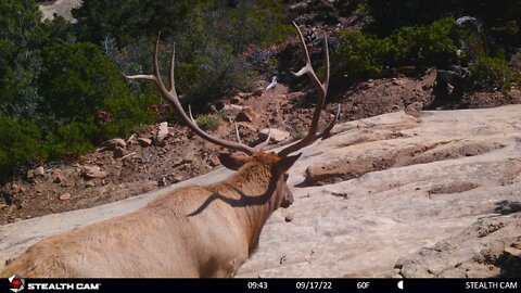 Elk Rut Action!!! - Bull chasing cow and calf