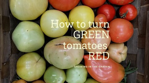 How to Turn GREEN TOMATOES RED