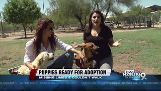 Paralyzed pups ready for adoption