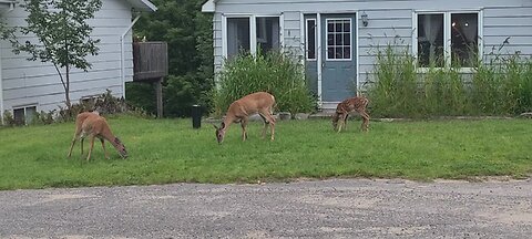 Deer across the street