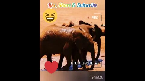 Baby Elephants Funny Fight
