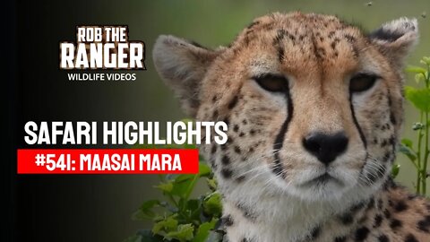 Safari Highlights #541: 22 December 2019 | Maasai Mara/Zebra Plains | Latest Wildlife Sightings