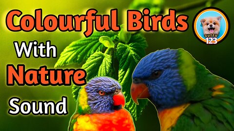 Colorful Birds with clalming Nature sound