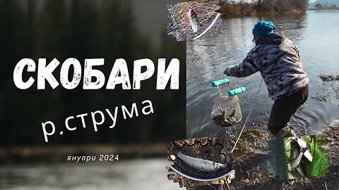 Струма скобари януари 2024 - Nase's at Struma