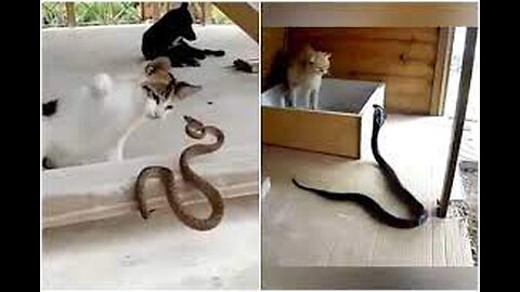 MINDBLOWING! CATS HAVE NO FEAR! KITTENS SLAY SNAKES AND ALLIGATORS!