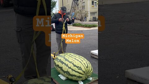 262 lb Michigan Melon