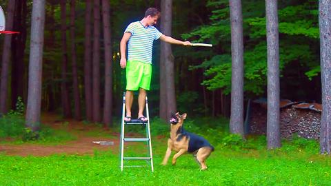 How high can a German Shepherd jump?!