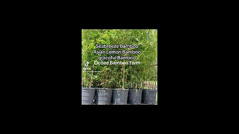 Seabreeze Bamboo - Ocoee Bamboo Farm 407-777-4807