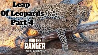 Leap Of Leopards: Mother And Cubs (4): Beautiful Interactions