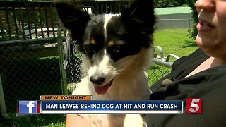 Man Leaves Dog Behind At Scene Of Hit-&-Run