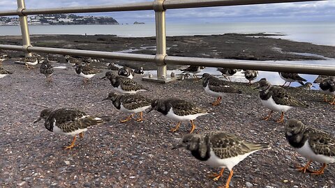 Sea birds