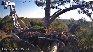 Mom Watches Ospreys Circle Nest 🦉 2/10/22 8:45