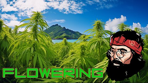 How to Grow Cannabis - Flowering Stage