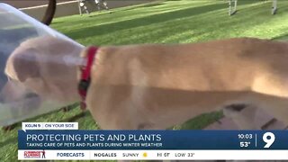 How to protect plants and pets during the incoming cold weather