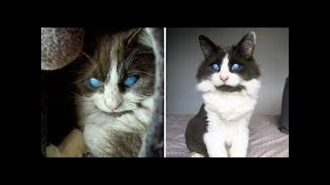 Blind Cat Has Unique Eyes A Boy With The Most Longest Hair