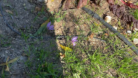 Saffron!! The world’s most expensive spice!! Crocus sativus.