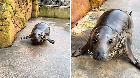 This is the cutest & bounciest seal