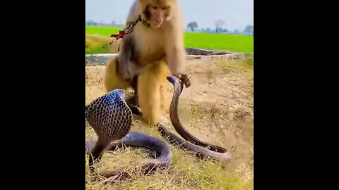 Monkey with cobra naag😱😱