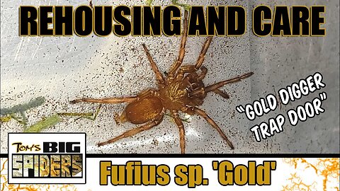 Fufius sp. Gold "Gold Digger Trap Door" Rehouse and Care