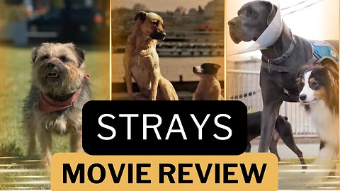 Strays review – a dog's Dinner | Comedy films |