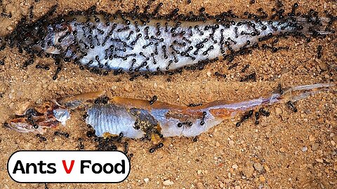 Ant Colony vs Fish Time-Lapse #short