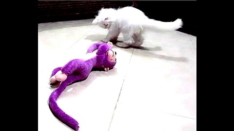 White Kitten vs Purple Monkey (Fight)