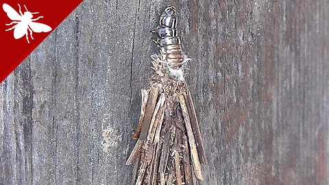 Bagworm moth - Psyche casta - Psychidae