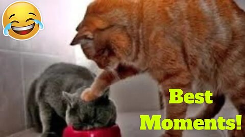 💥Funniest Pet Reactions And Bloopers Weekly LOL😂🙃 of 2019 | Funny Animal Videos👌