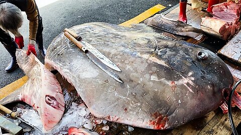 Giant Sunfish Cutting for cooking