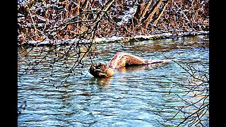 Unveiling the Mystery: Lake Monsters of Canada