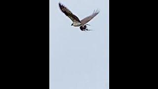 Osprey steals hay out of pasture to line its nest.