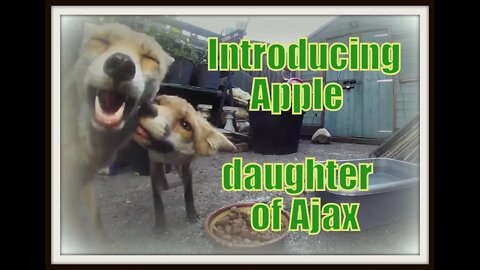 Introducing Apple the #foxy daughter of Ajax the urban London fox - FOX LIFE