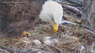 Hays Eagles nest welcomes H16 2022 03 21 08 16 08 302