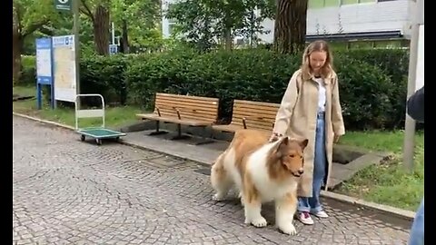 Japanese Man Spends $20K To Become A Dog