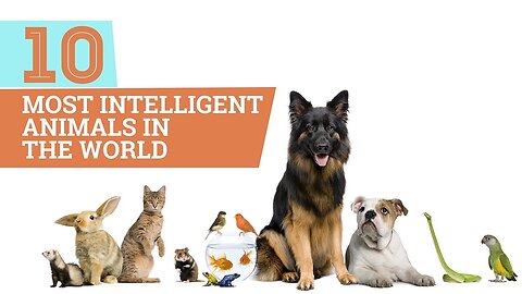 Top 10 Most Intelligent Animals In The World