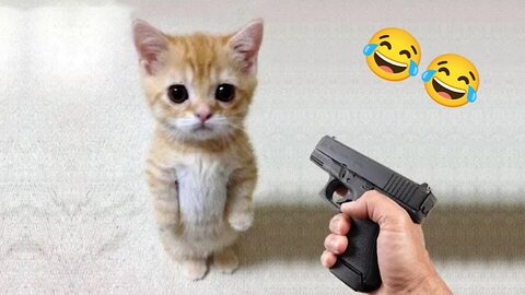 Funny cat 😺 vs Gun 🔫 - Funny Animals 🤣 playing