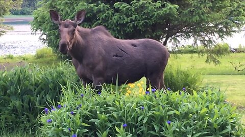 Moose in The Yard