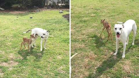 Rescued Fawn Meets Doggy Siblings During First Day At New Home