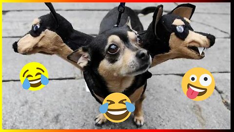 Dogs 🐶 Cute and Funny Animals Videos Compilation #viraldogs #dogslife #animals #funny #23