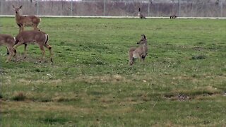 West Seneca 'Deer Task Force,' makes recommendation to address overpopulation